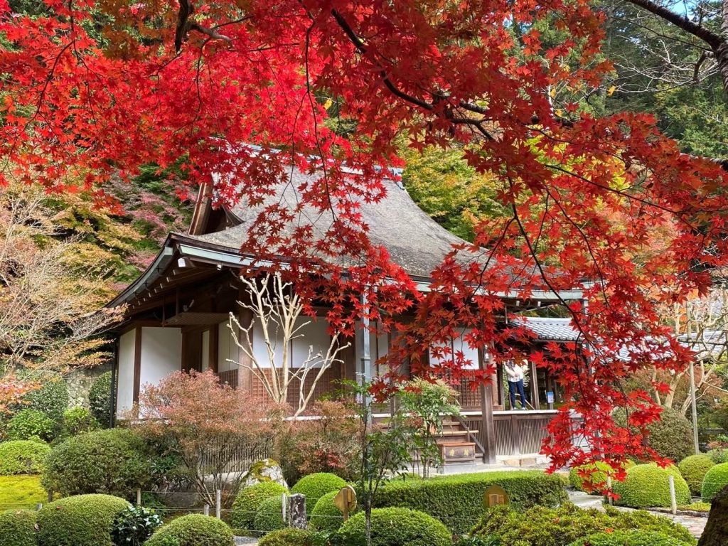 紅葉情報 寂光院 京町家一棟貸し香柏 公式